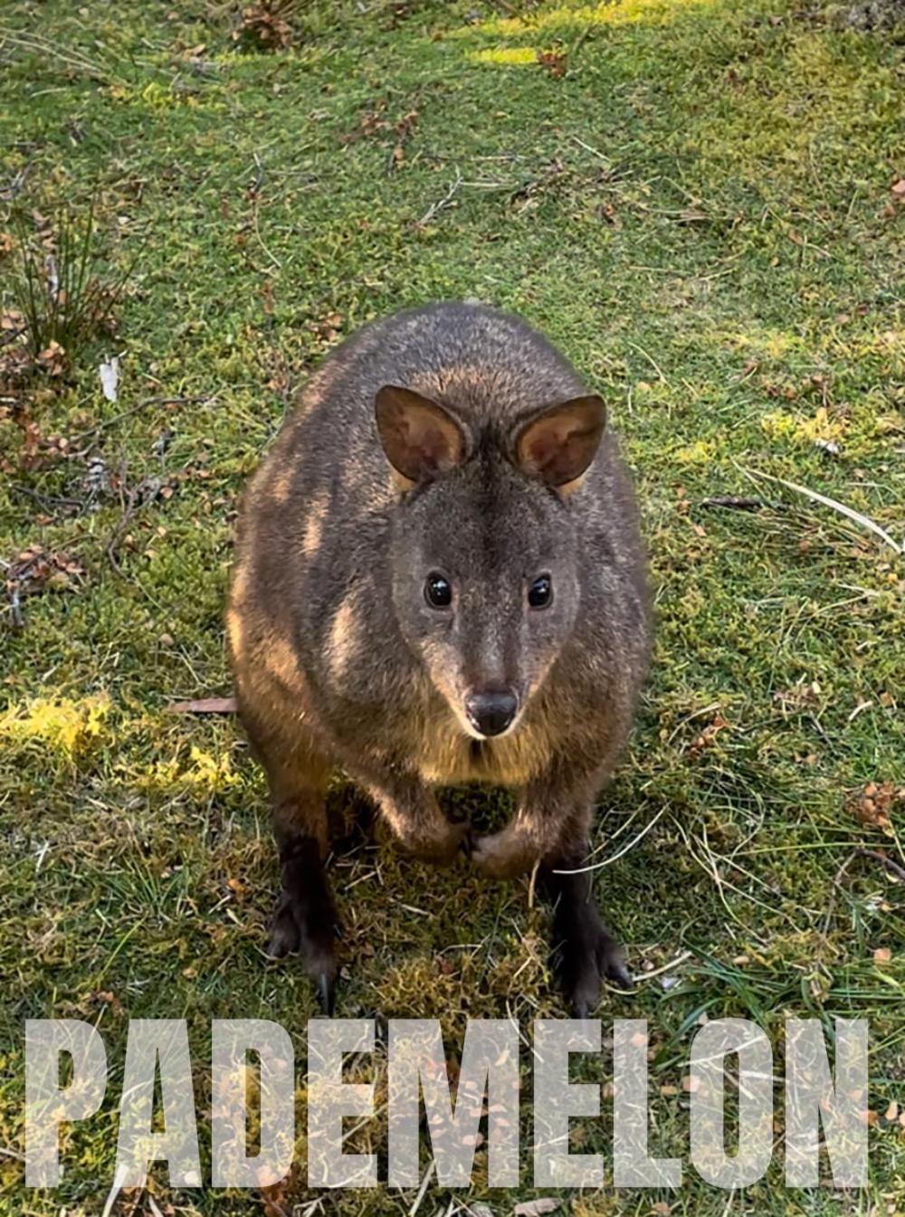 Strahan Wilderness Lodge 外观 照片
